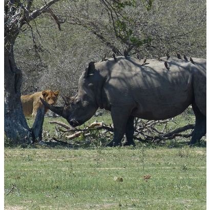 Kruger National Park and Kenwood NEXEDGE Digital Communications