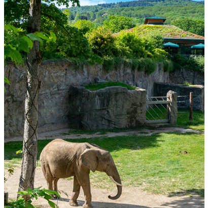 KENWOOD Comms & Opel Zoo