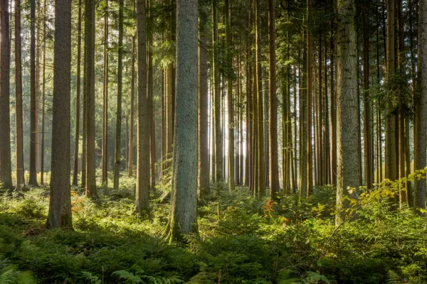 trees