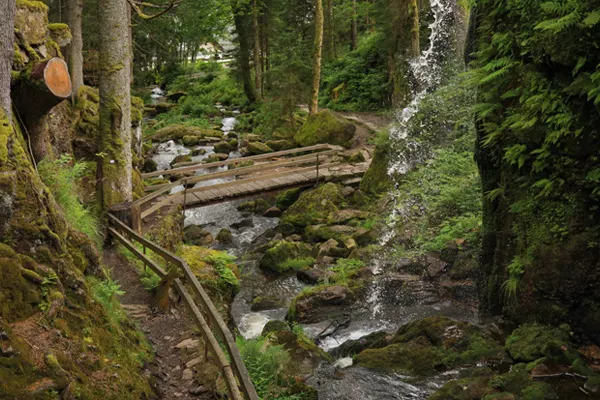 forest with waterfall