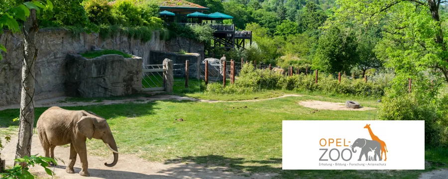 Opel Zoo in the Rhine Region