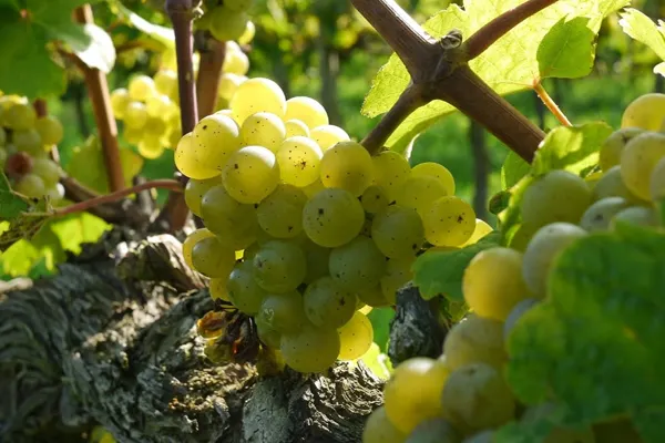 Rheingau wines of Robert Weil