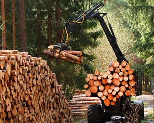 Forestry Market Sector