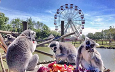 KENWOOD Communications Folly Farm Adventure Park & Zoo