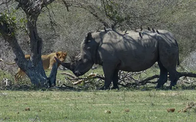 KENWOOD Communications Kruger National Park